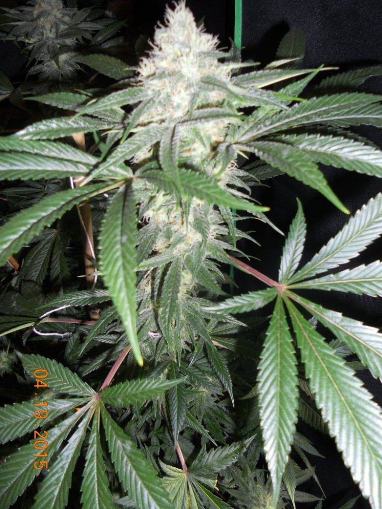 Day 45 flower 005