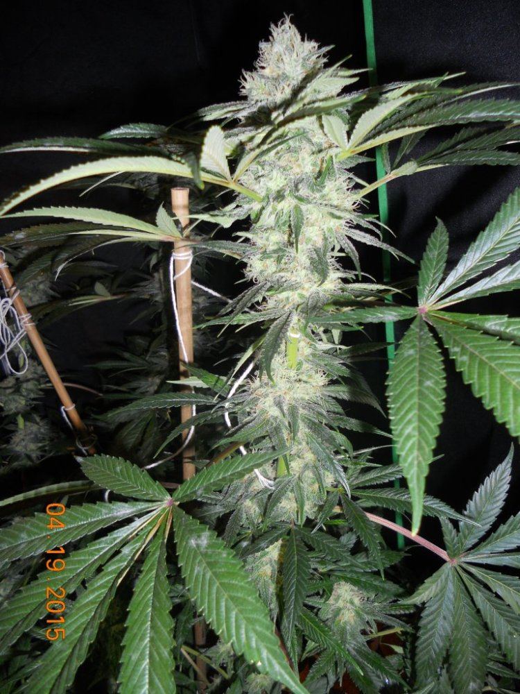 Day 45 flower 006
