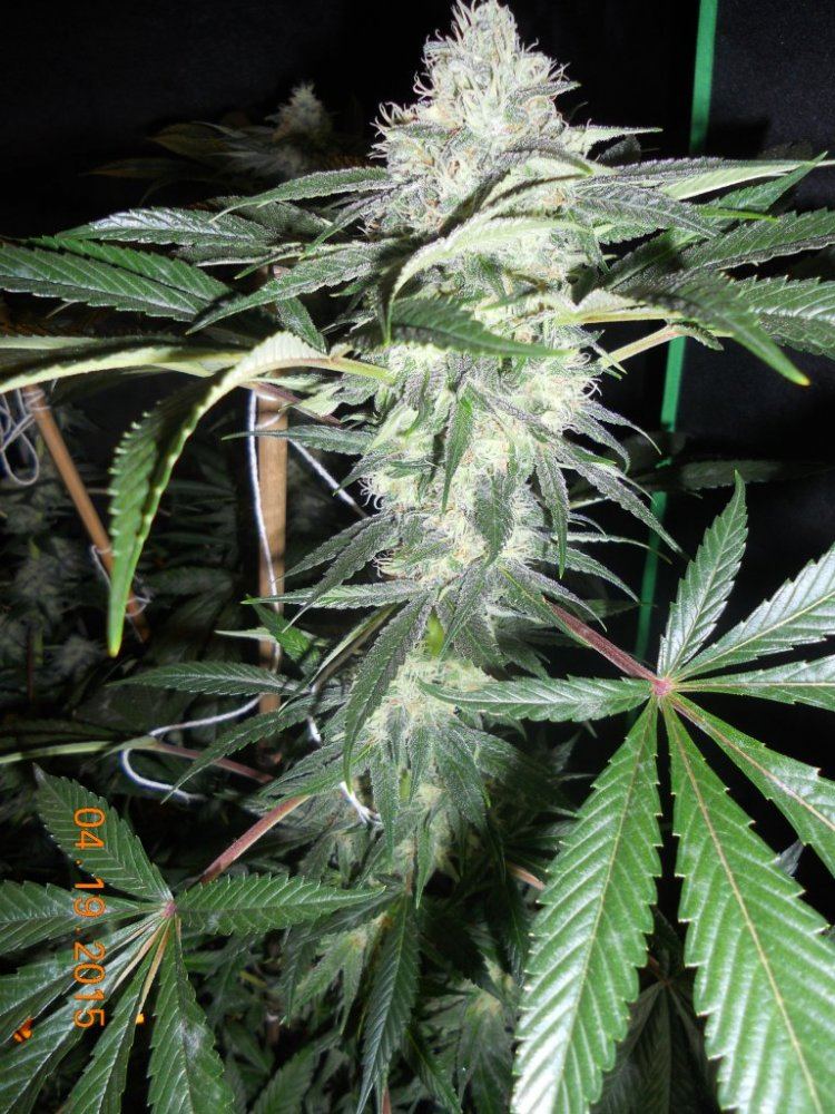 Day 45 flower 007