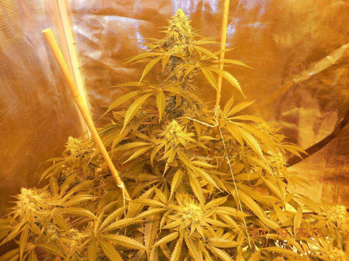 Day 45 flower 010