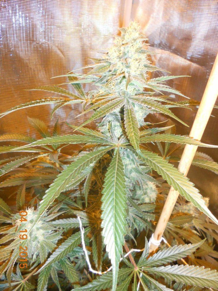 Day 45 flower 011