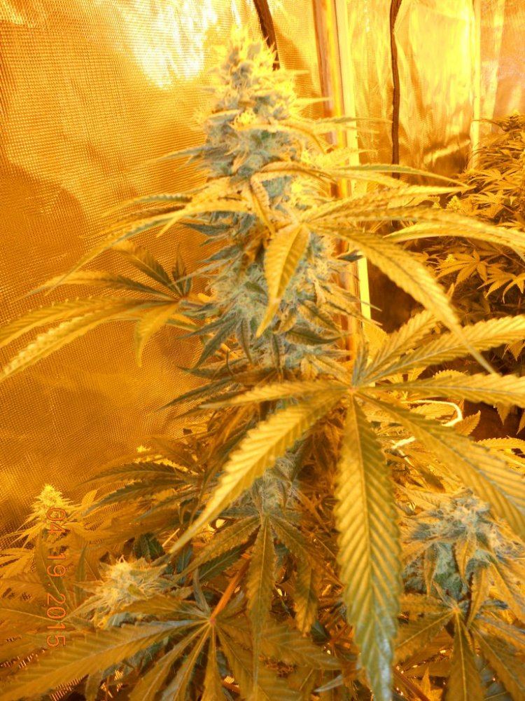 Day 45 flower 012