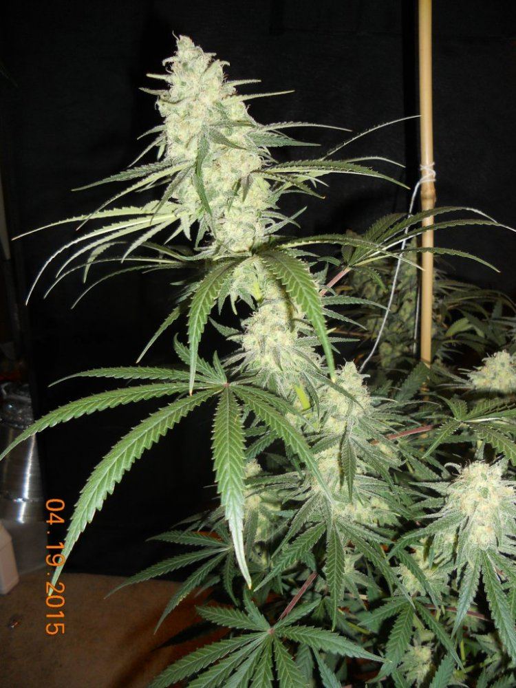 Day 45 flower 013