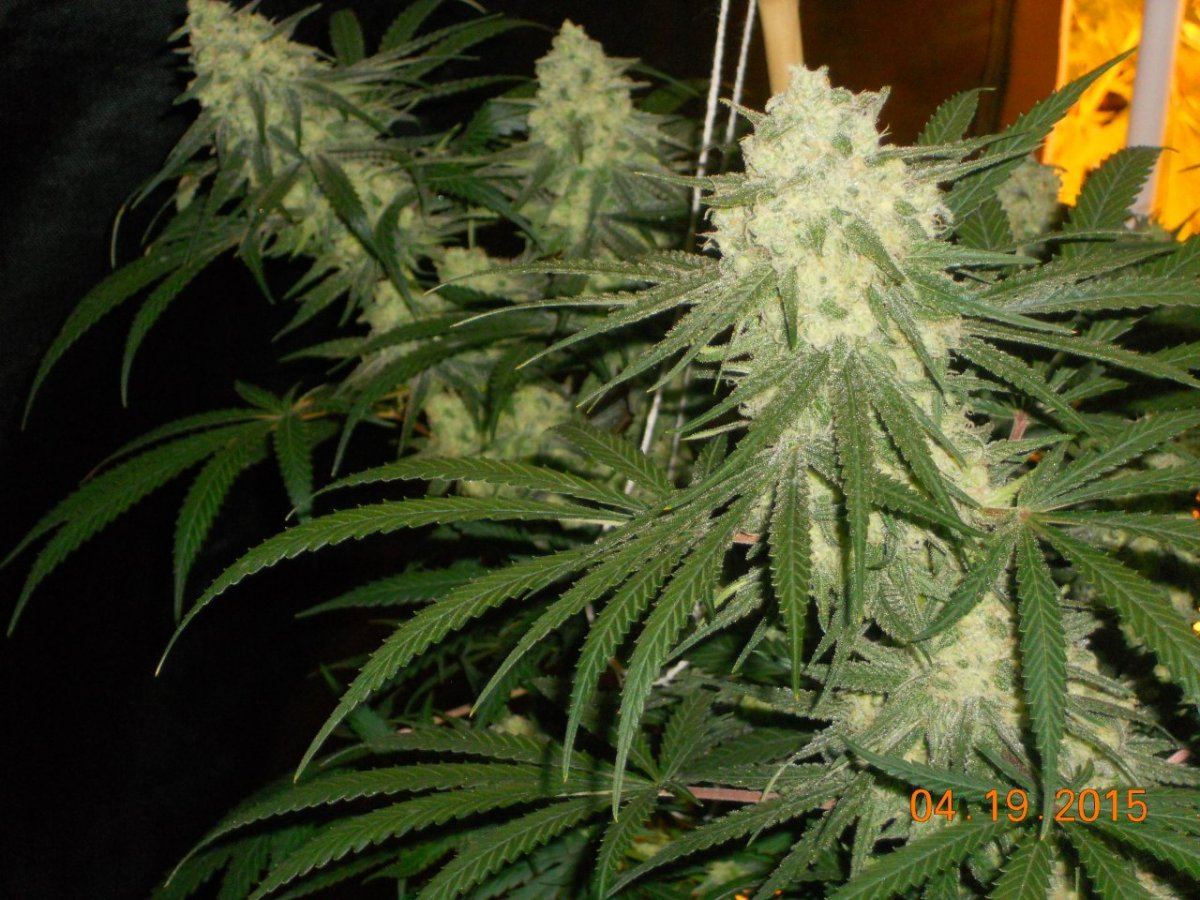 Day 45 flower 014