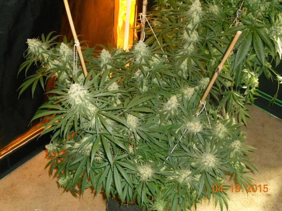 Day 45 flower 015