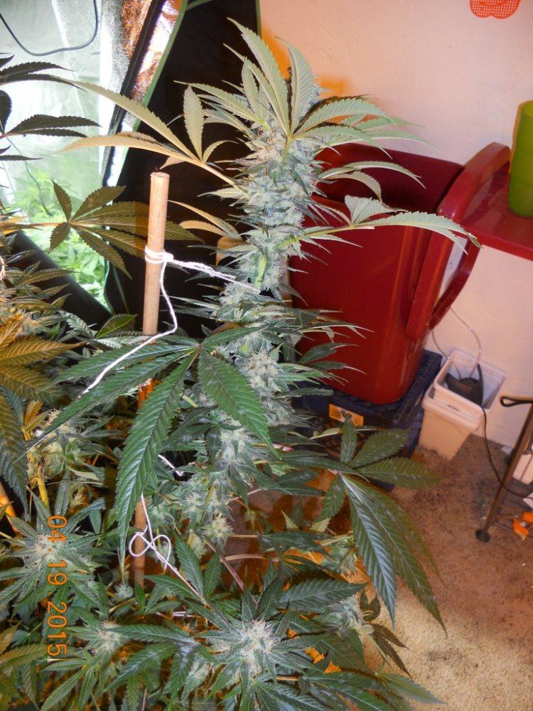 Day 45 flower 016