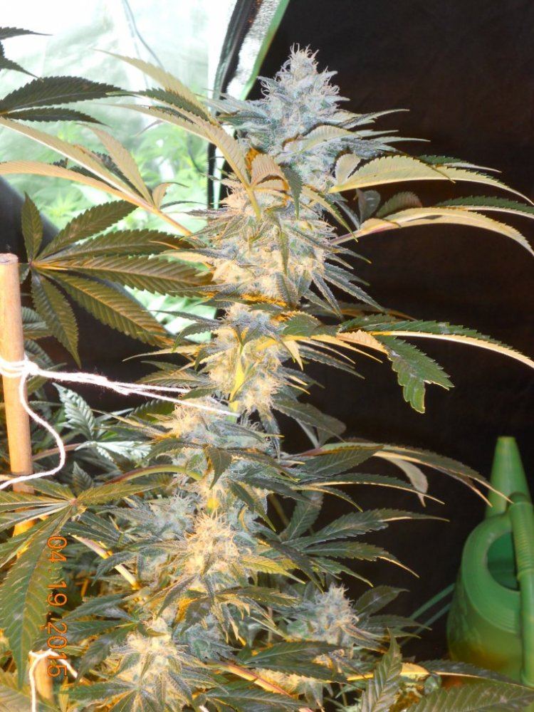 Day 45 flower 017