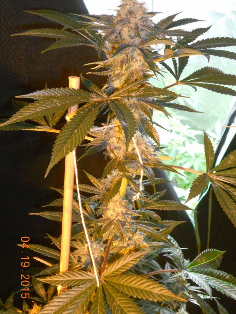 Day 45 flower 018
