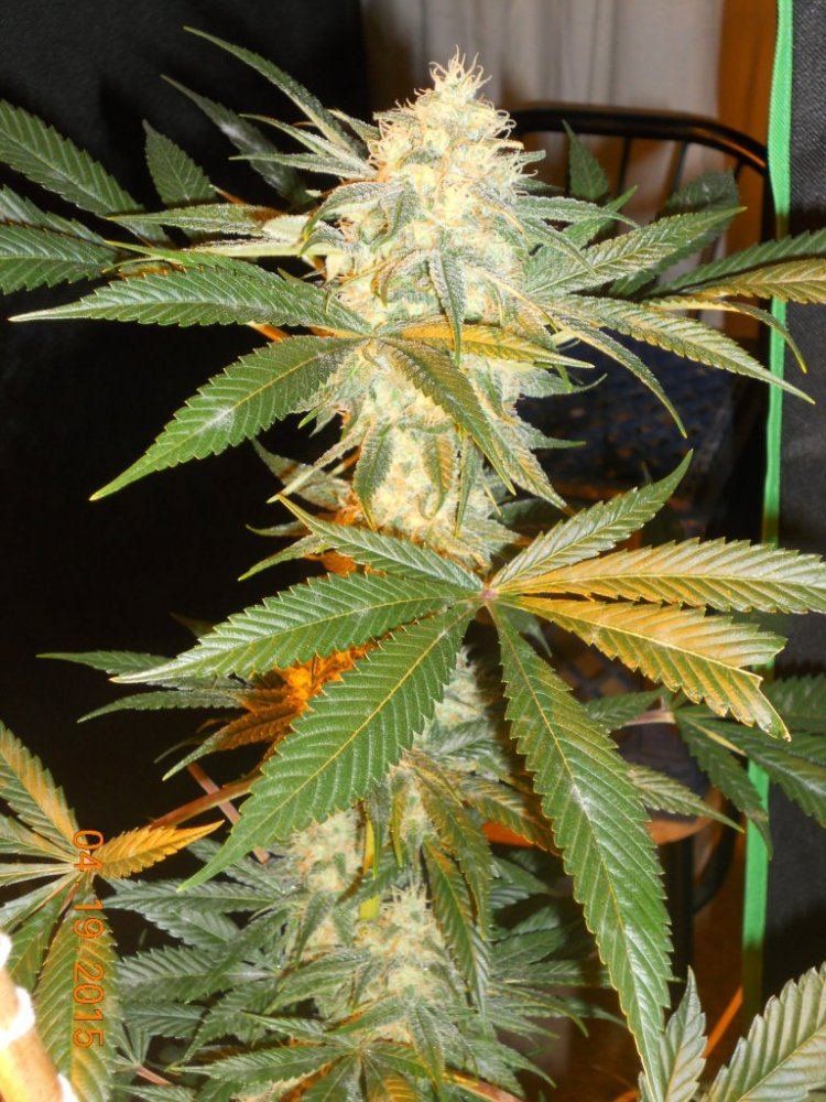 Day 45 flower 019