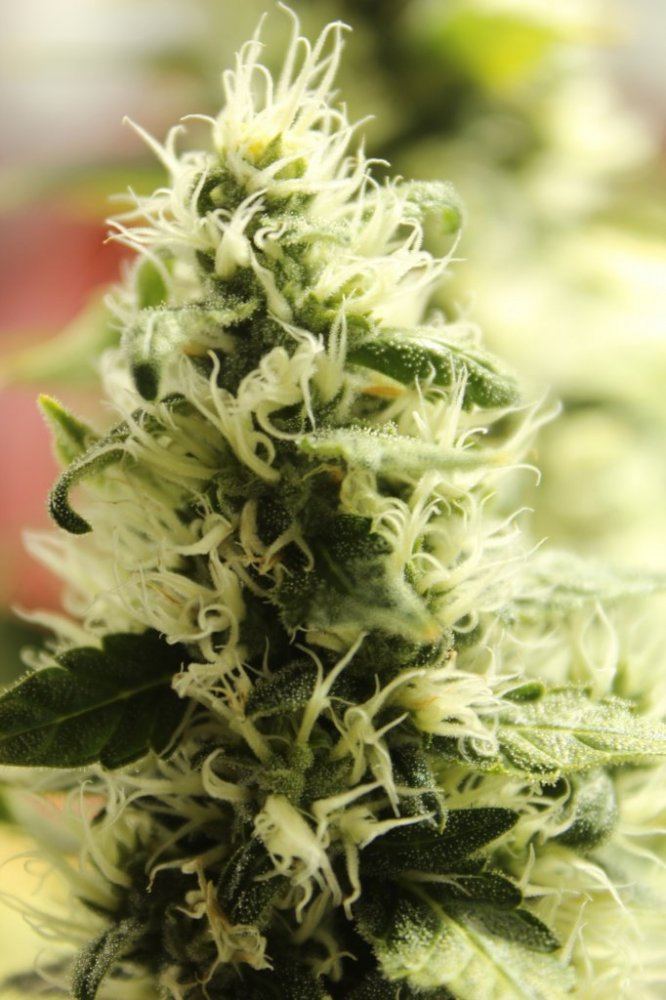 Day 46 flower close up