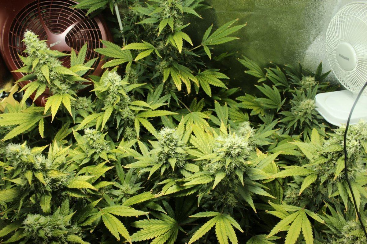 Day 46 flower full shot