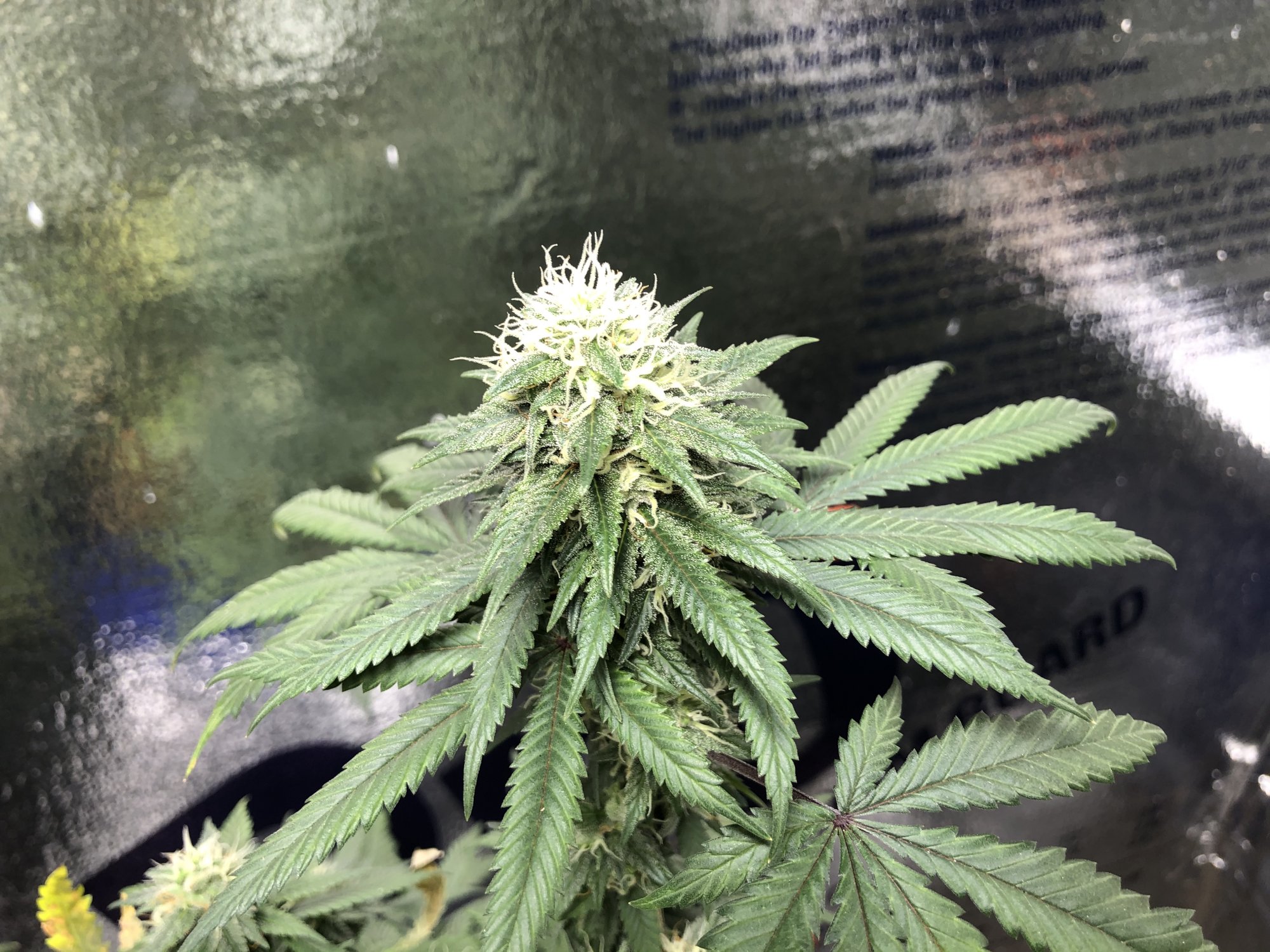 Day 48 flower w nutrient issues advice needed 4