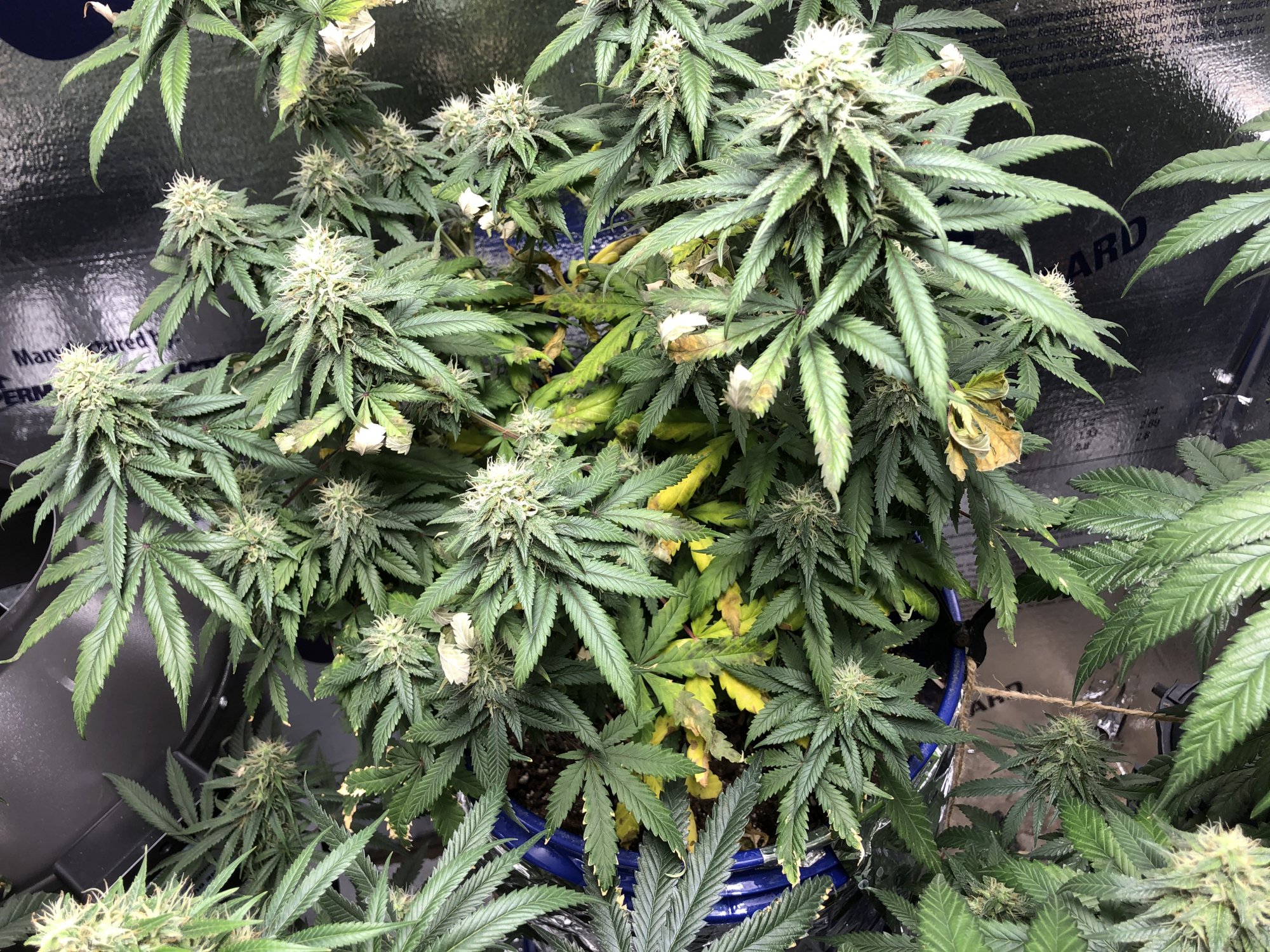 Day 48 flower w nutrient issues advice needed 5