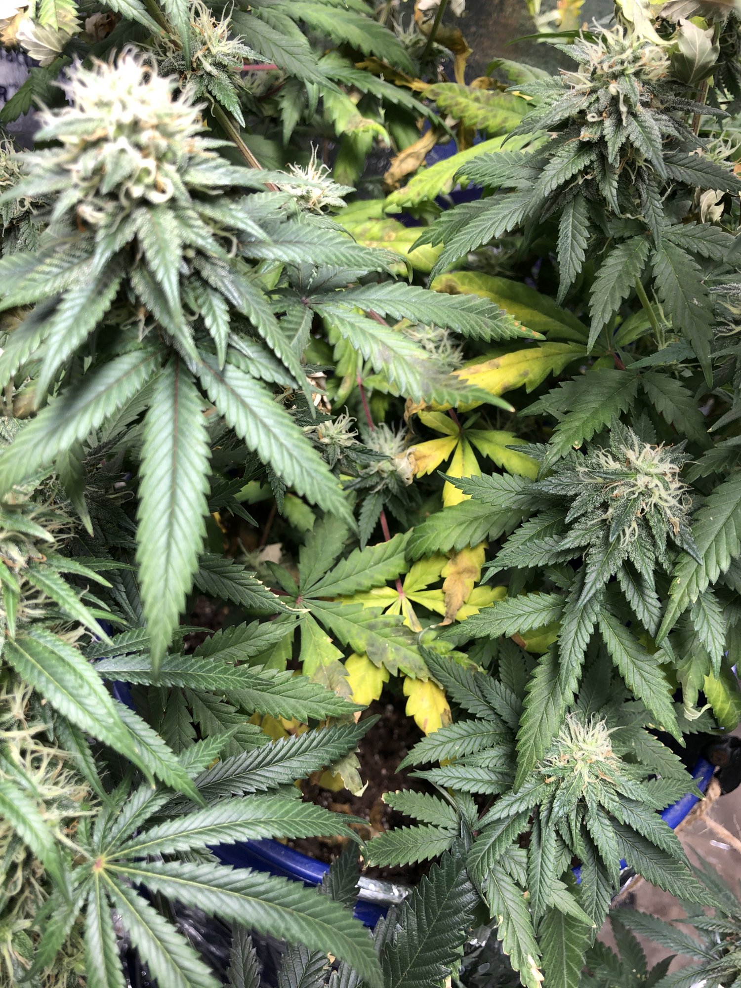 Day 48 flower w nutrient issues advice needed 6