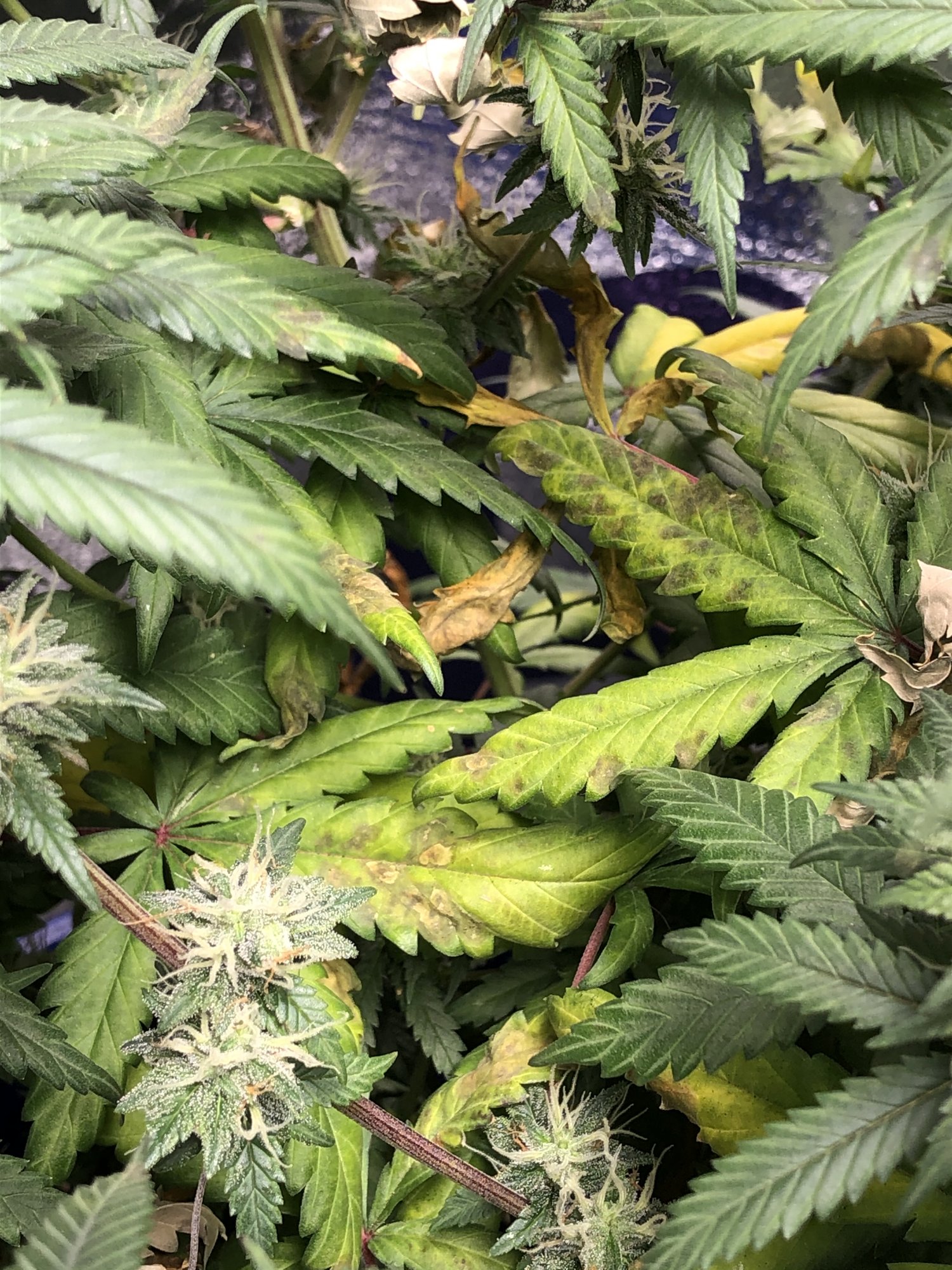 Day 48 flower w nutrient issues advice needed 7