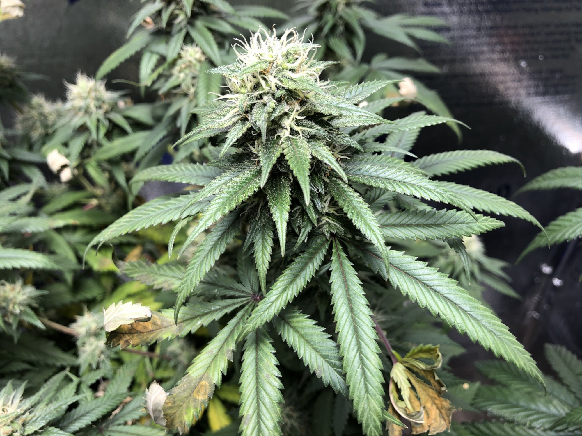 Day 48 flower w nutrient issues advice needed
