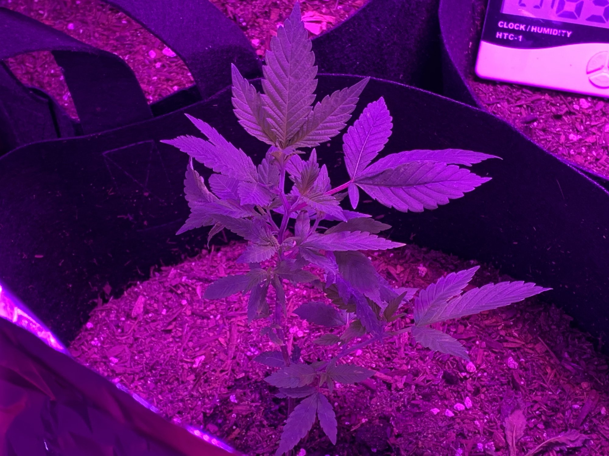 Day 48 of my first indoor 3