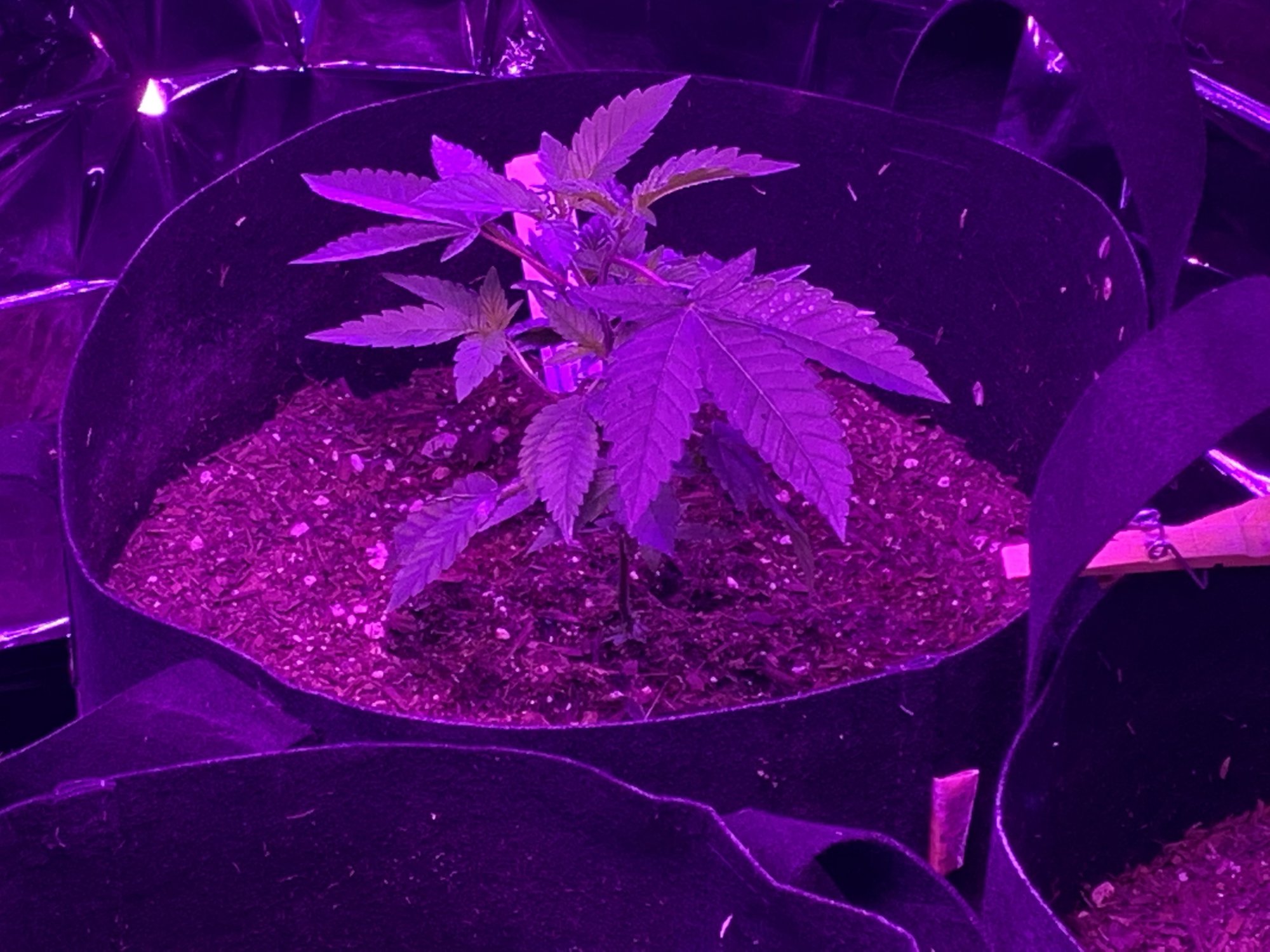 Day 48 of my first indoor 6