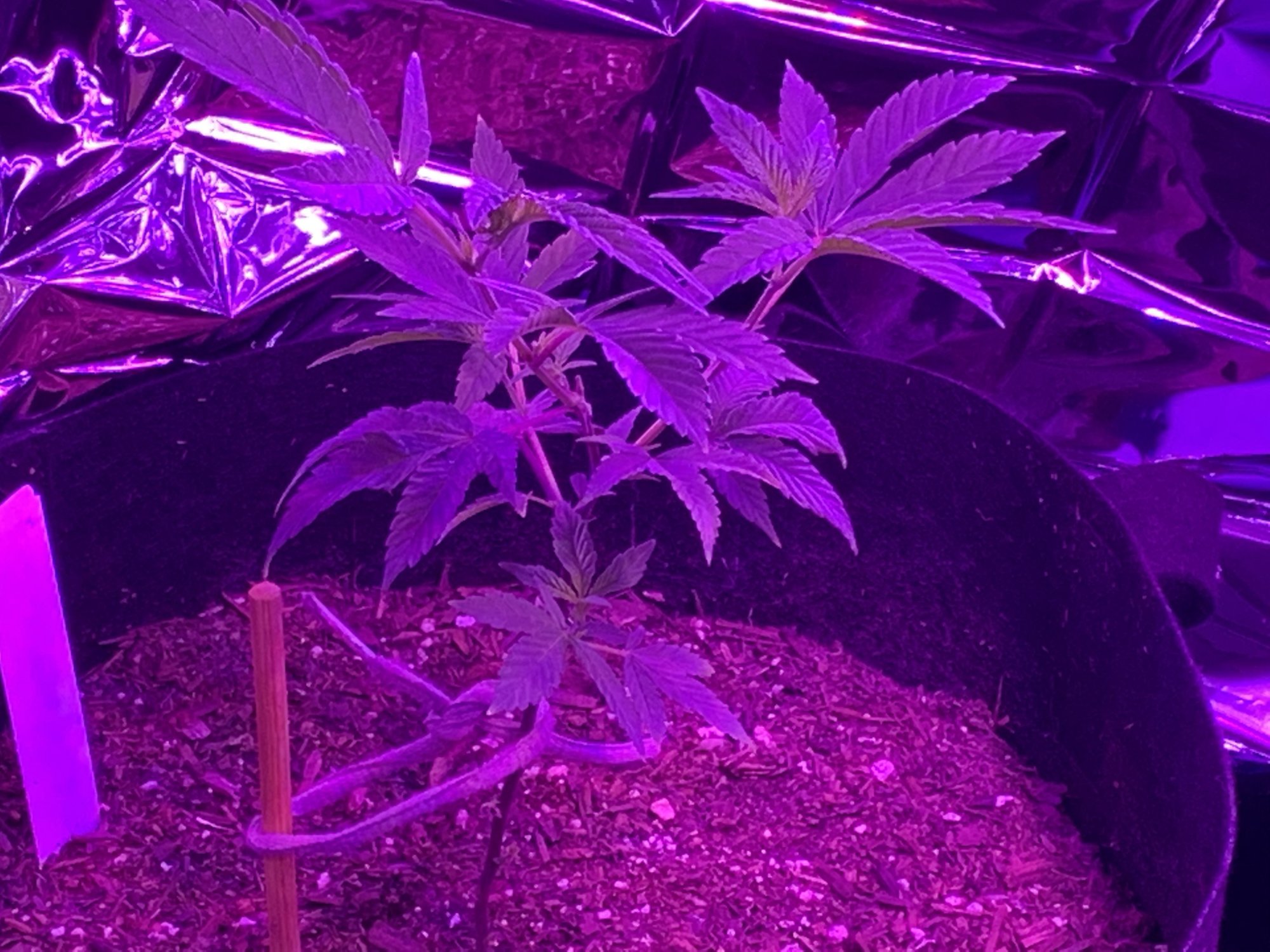 Day 48 of my first indoor