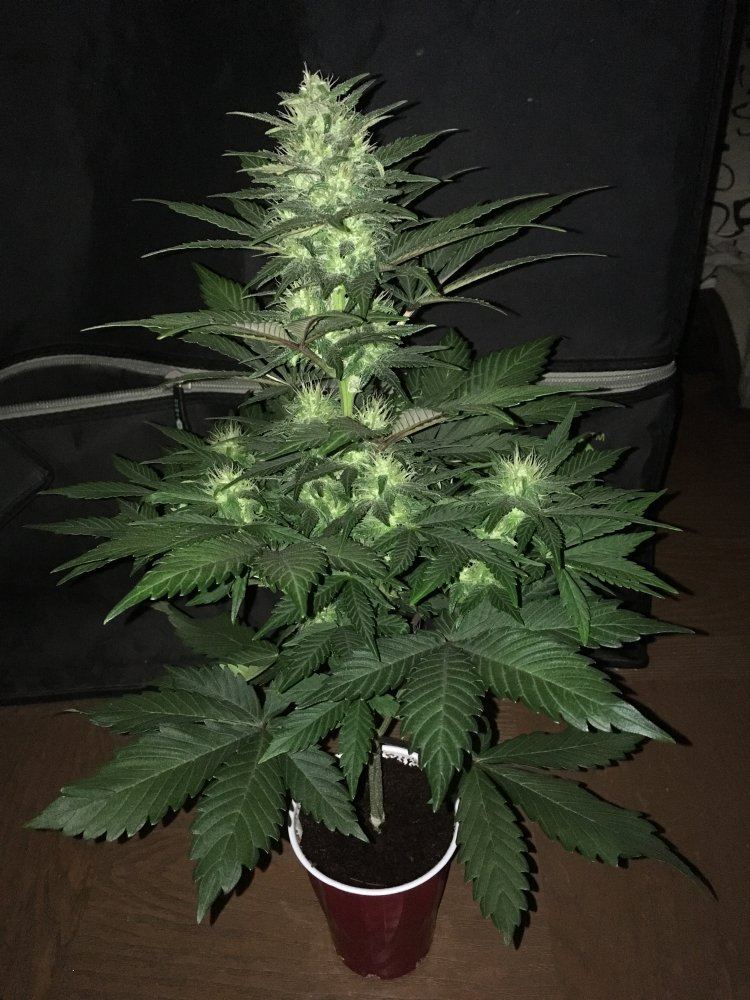 Day 49