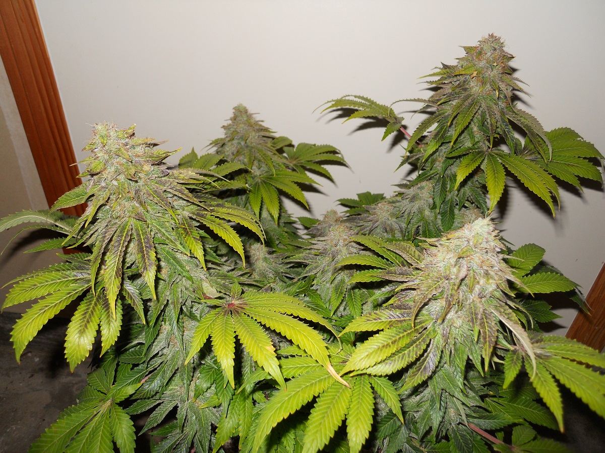 Day 49 OG 2