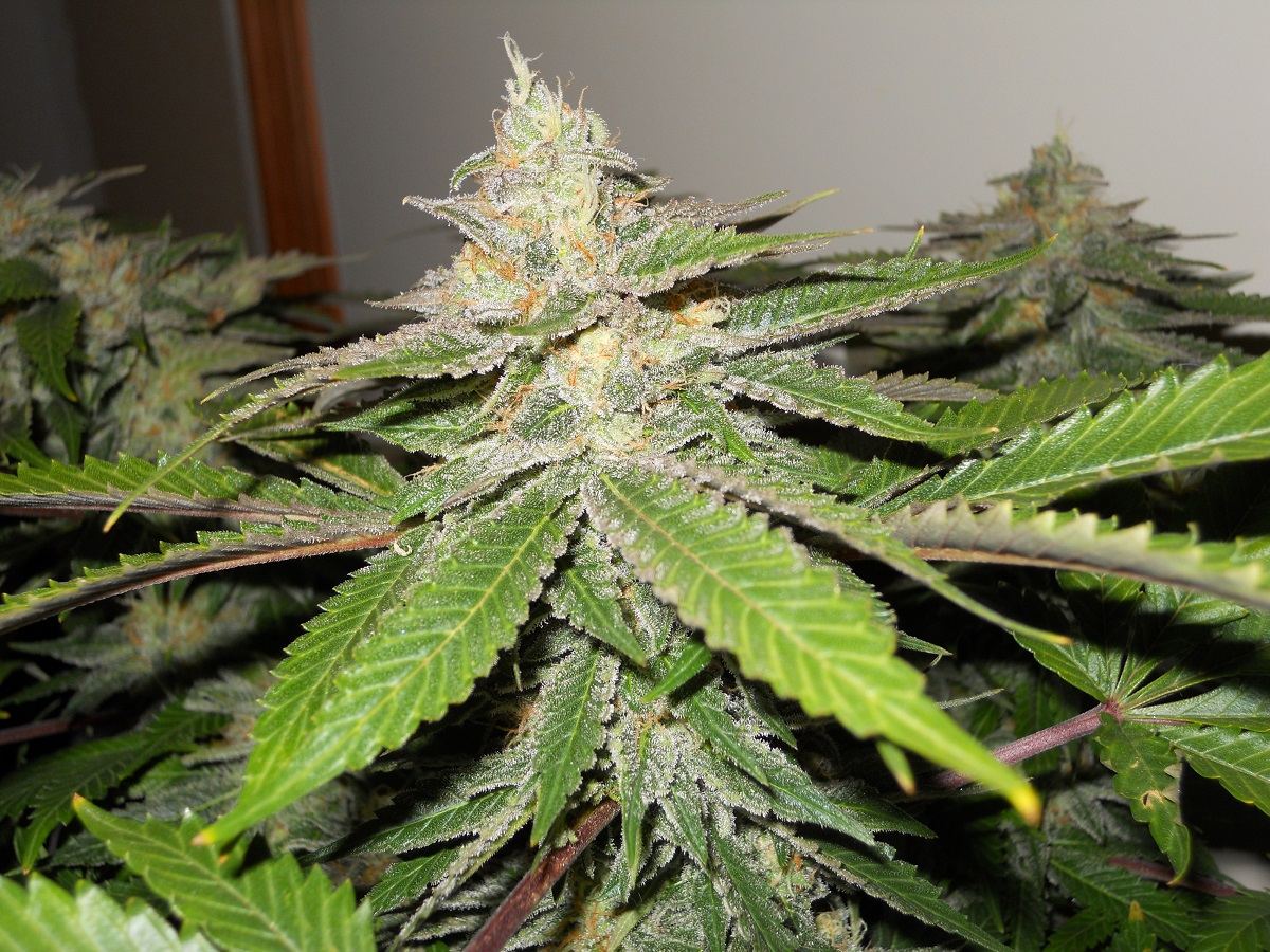 Day 49 SB 2