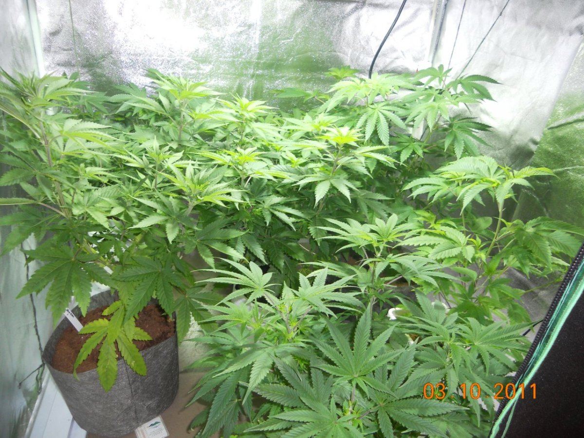 Day 5 again 003