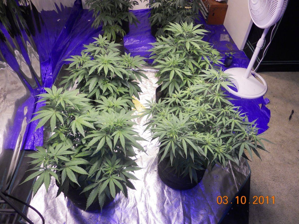 Day 5 flower 001