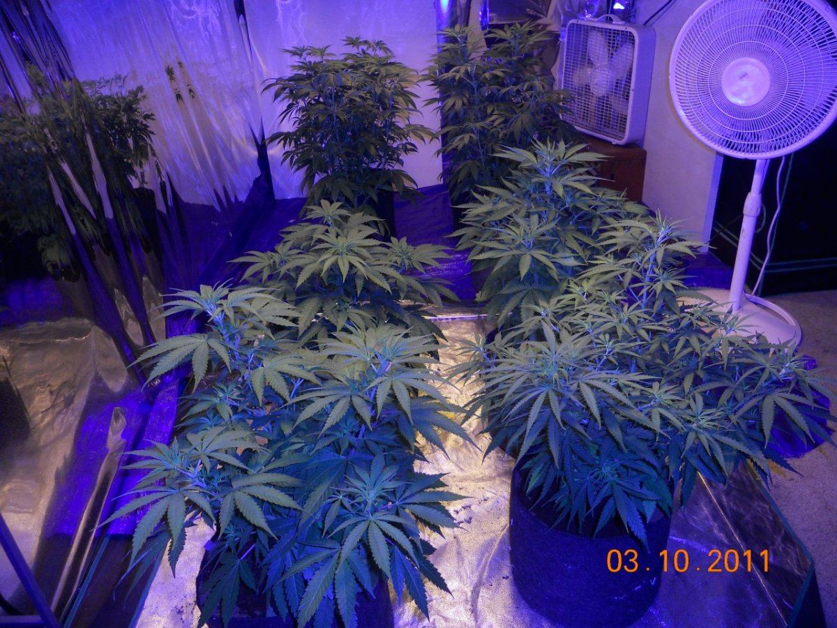 Day 5 flower 002
