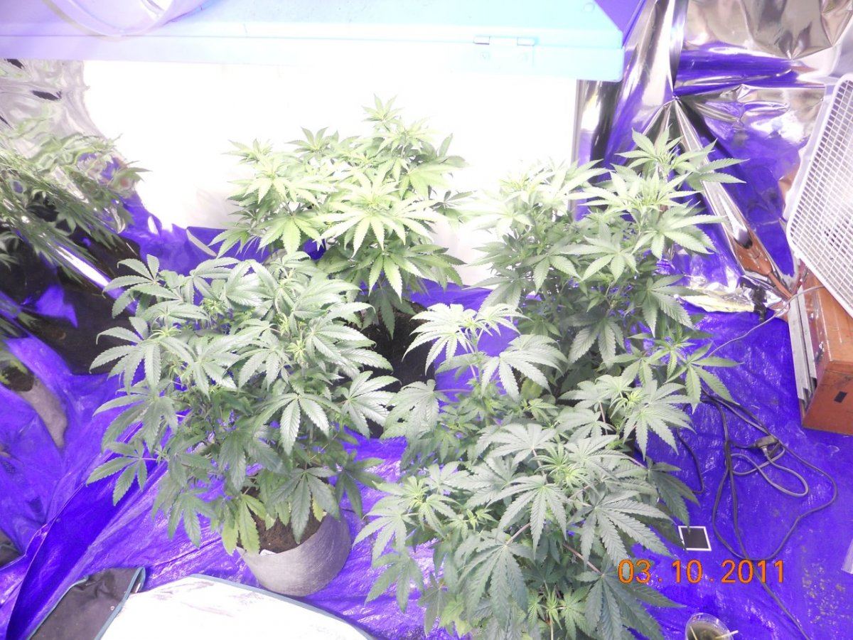 Day 5 flower 003