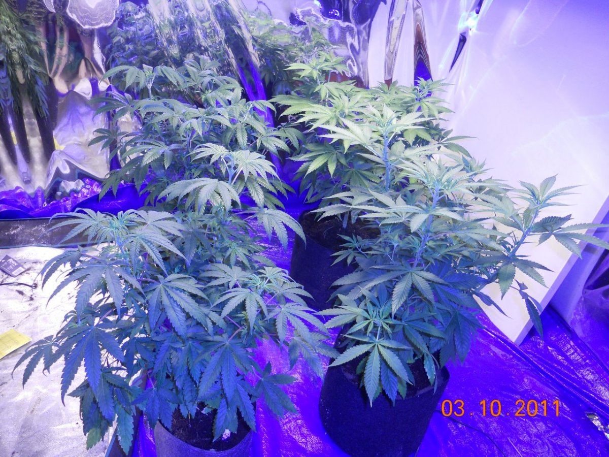 Day 5 flower 004