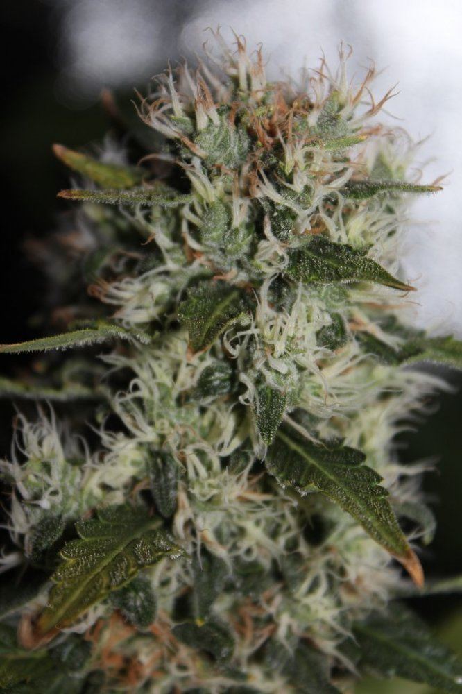 Day 50 flowering close up 1