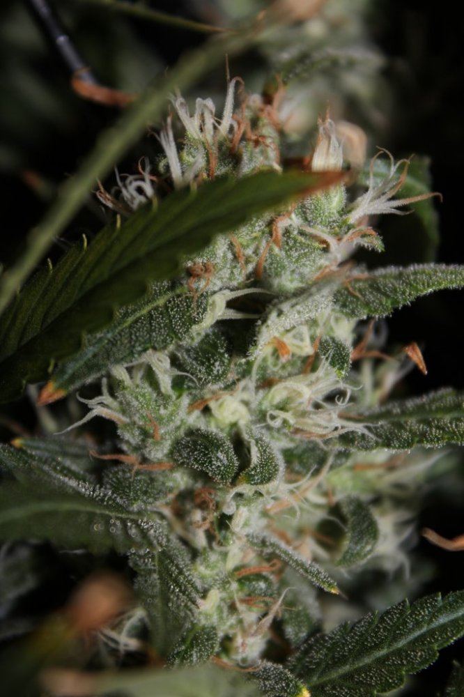 Day 50 flowering close up 2
