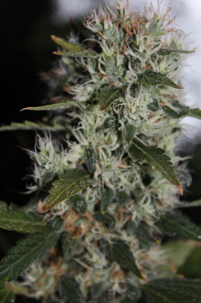 Day 50 flowering close up 3