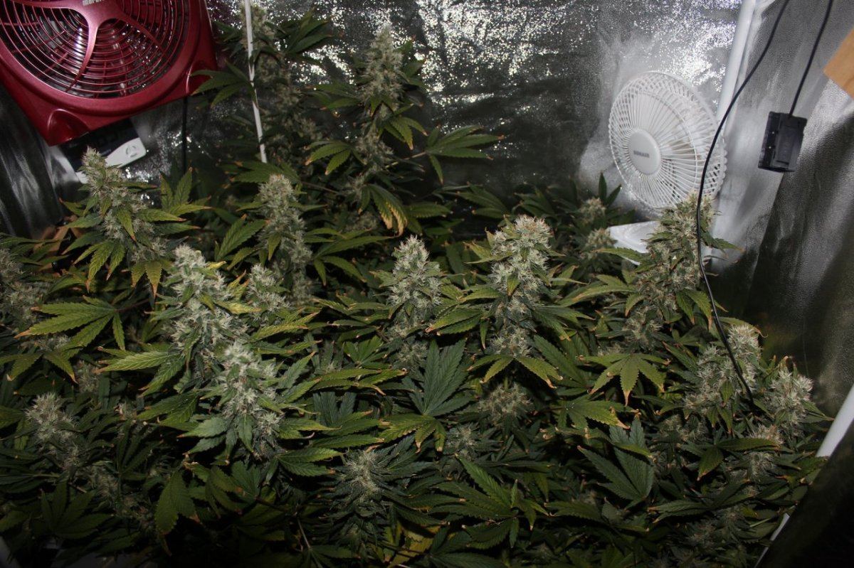 Day 50 flowering full shot