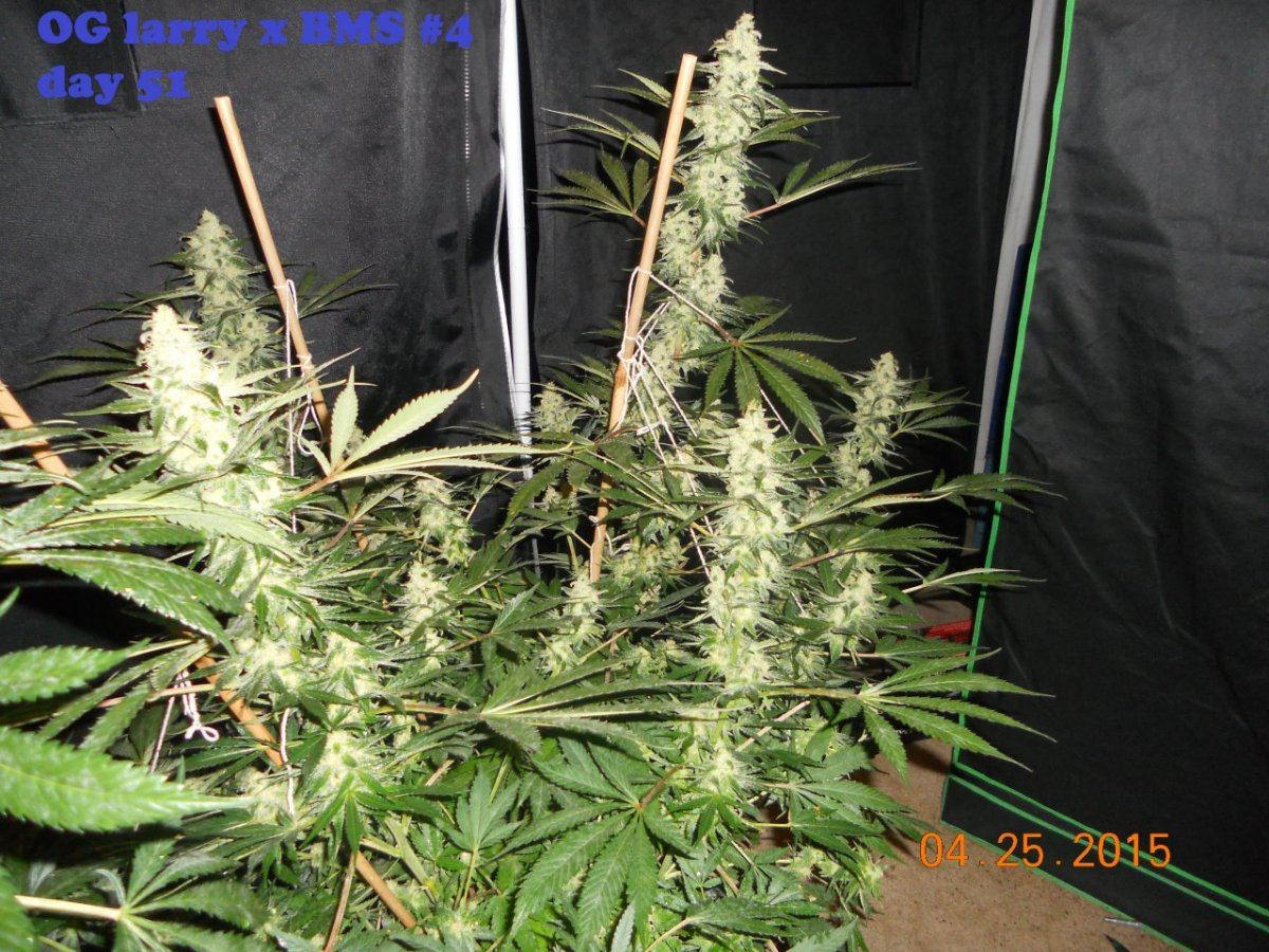 Day 51 012