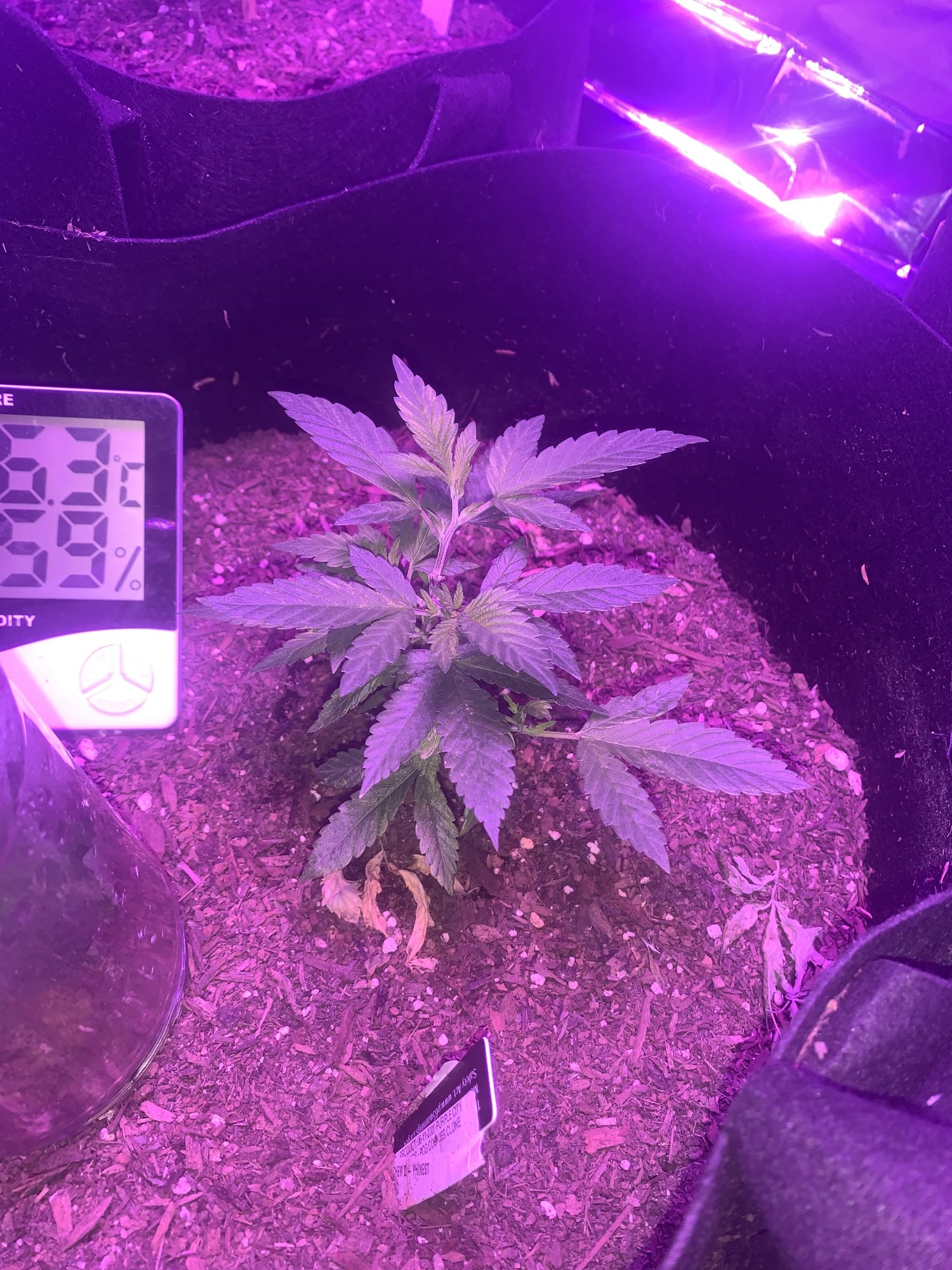 Day 52 and finally hitting a veg growth spurt 2