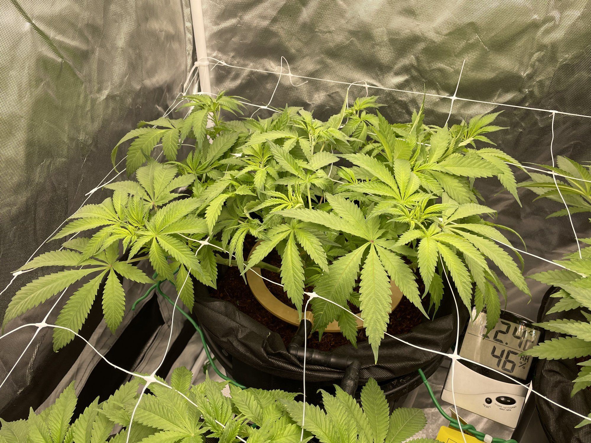 Day 53 6 days into flower net doing its thing 3