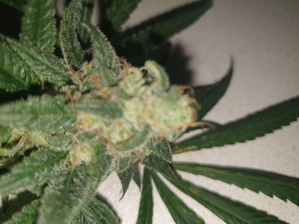 Day 53 early tester 3