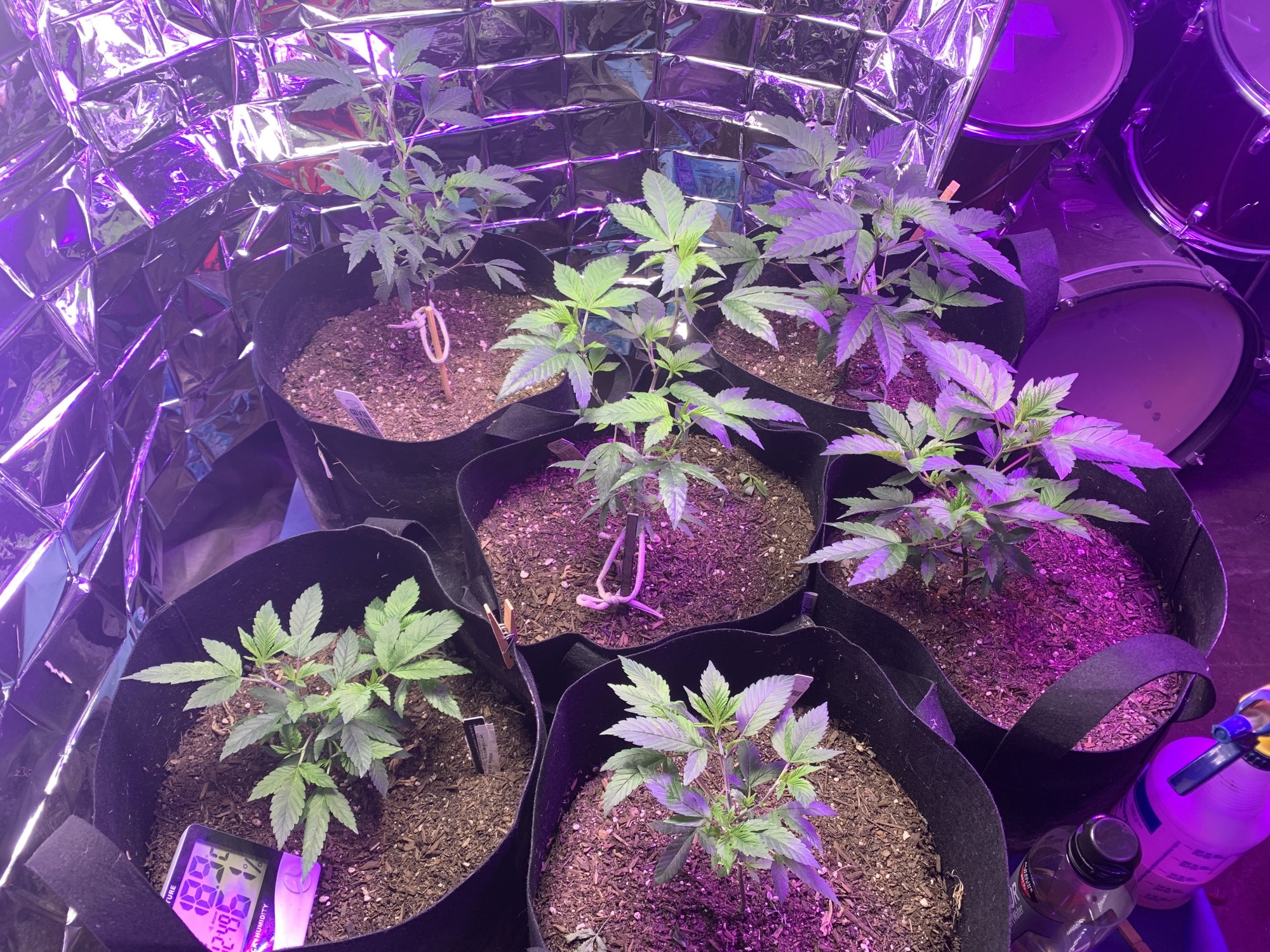 Day 53 first indoor grow holy cow