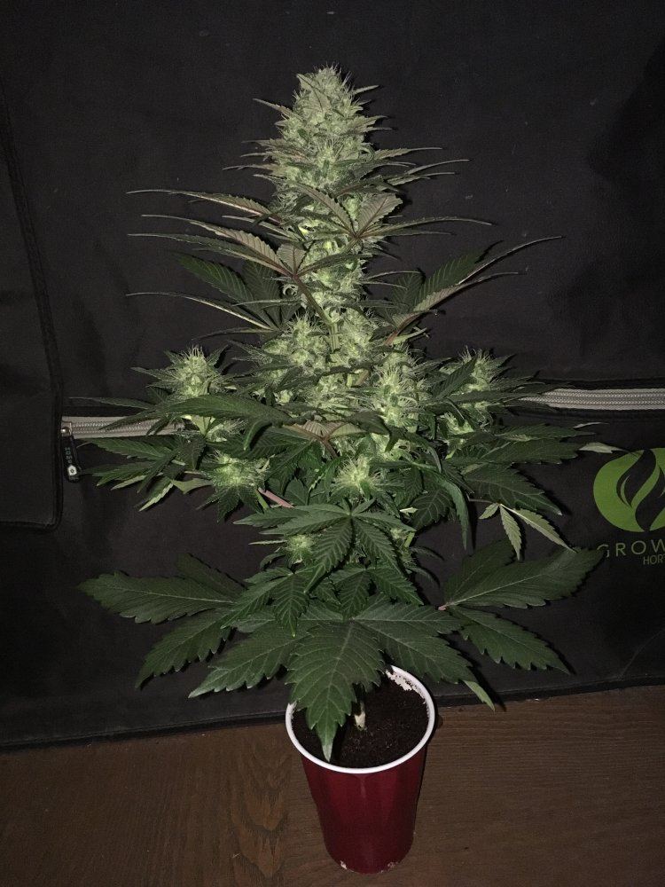 Day 541