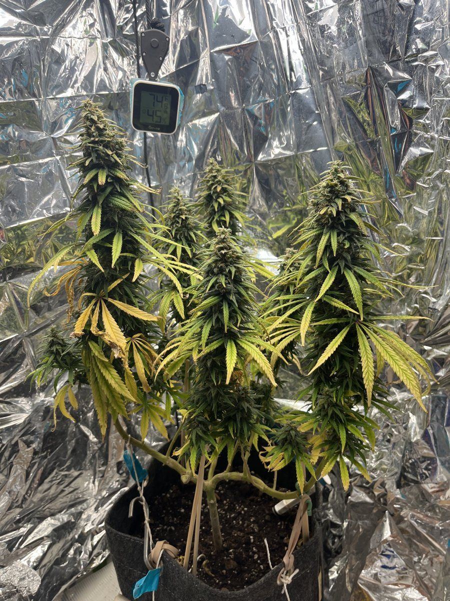 Day 58 of flower ready to flush
