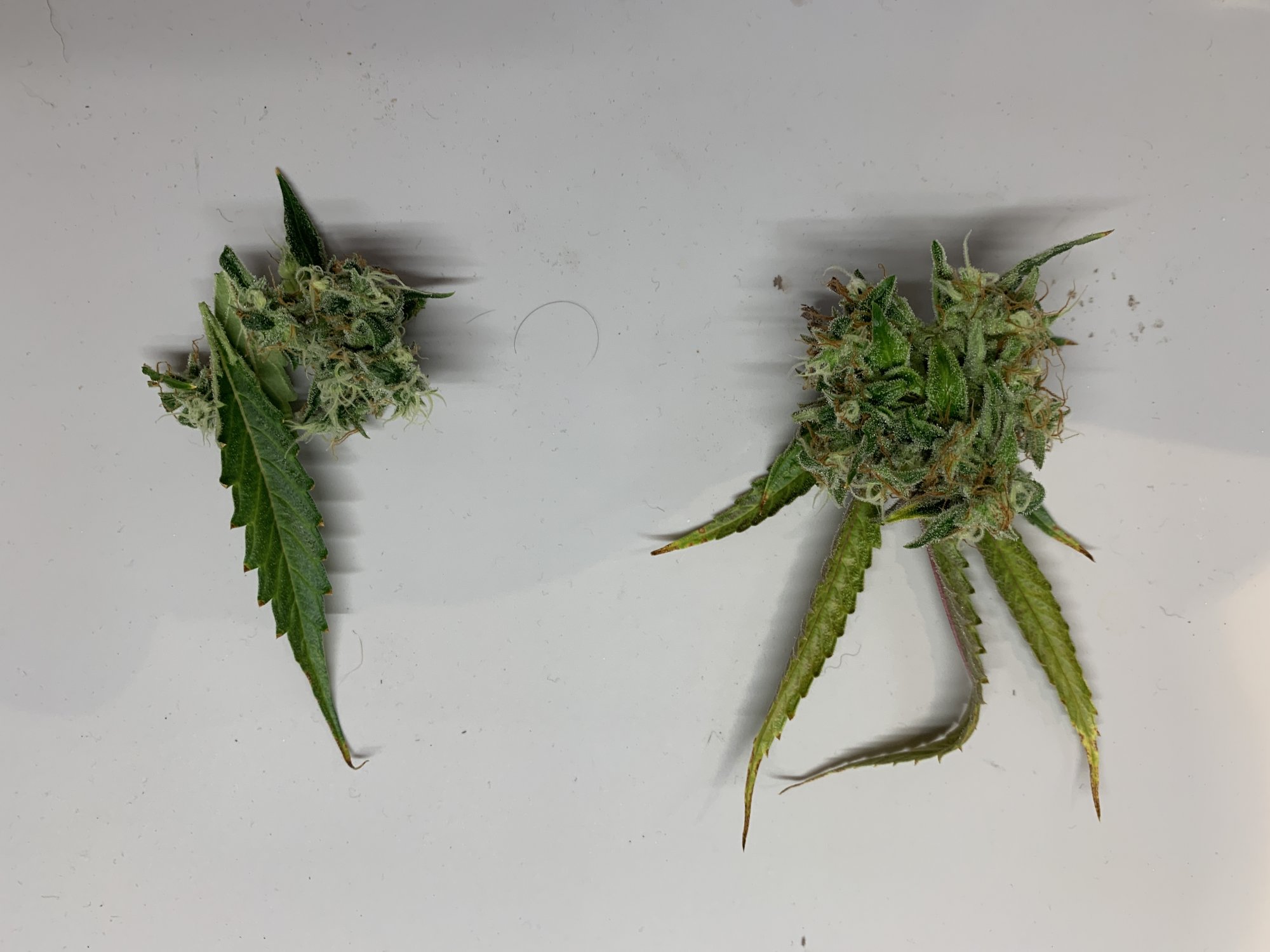 Day 6 Bud Comparison