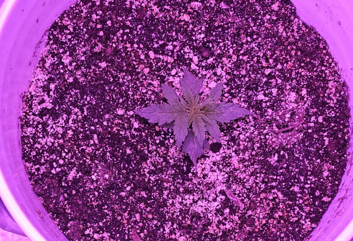 Day 6