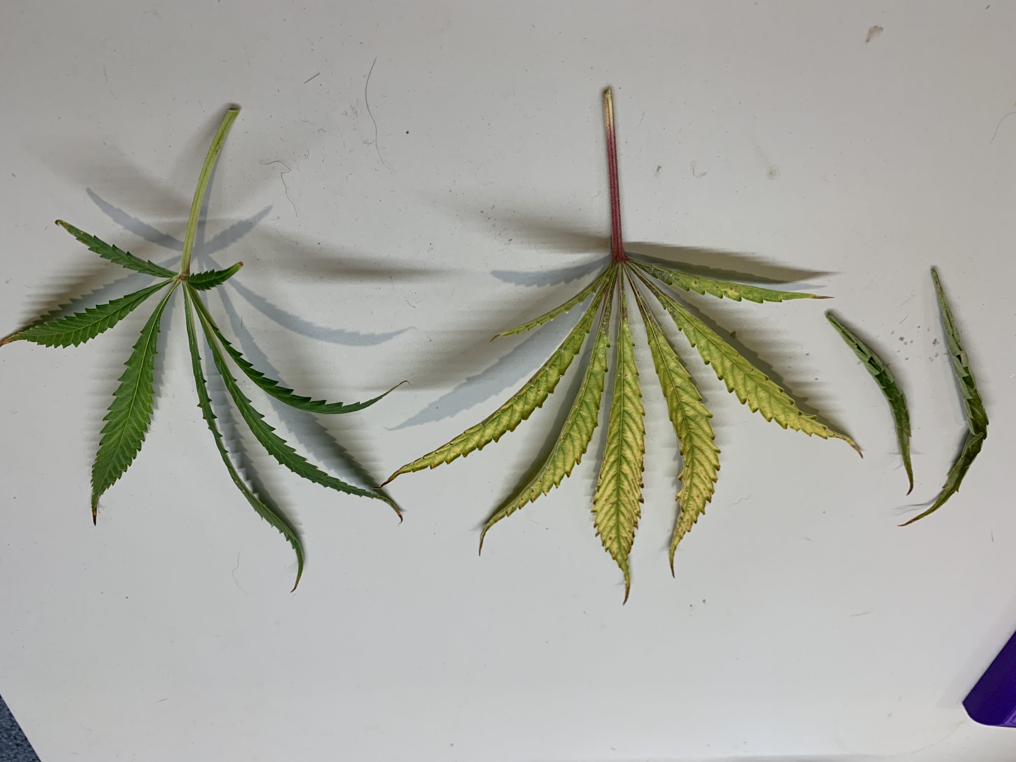 Day 6 Leaf comparison
