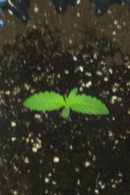 DAY 6
