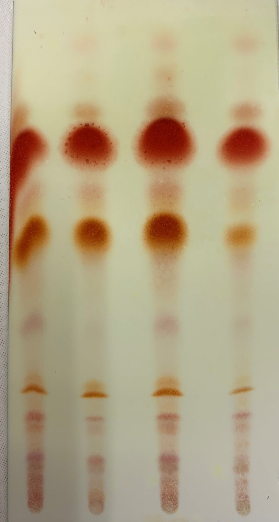 Day 6 TLC result