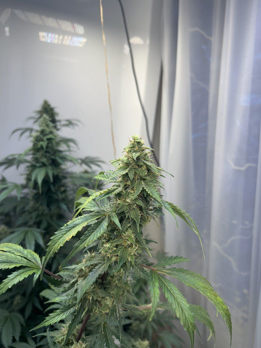 Day 60 leaf issue nl auto 8
