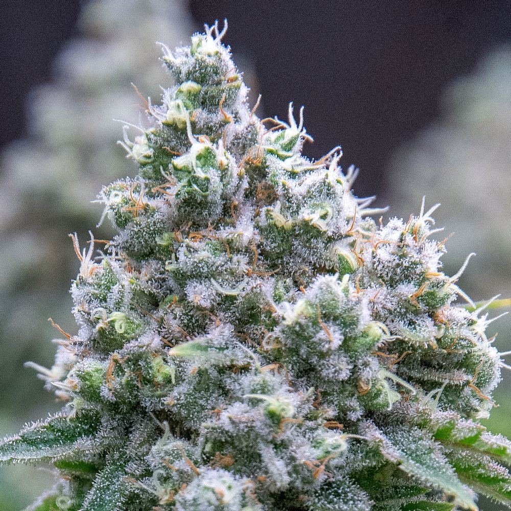 Day 61 of 102 HS bud 27 Dec