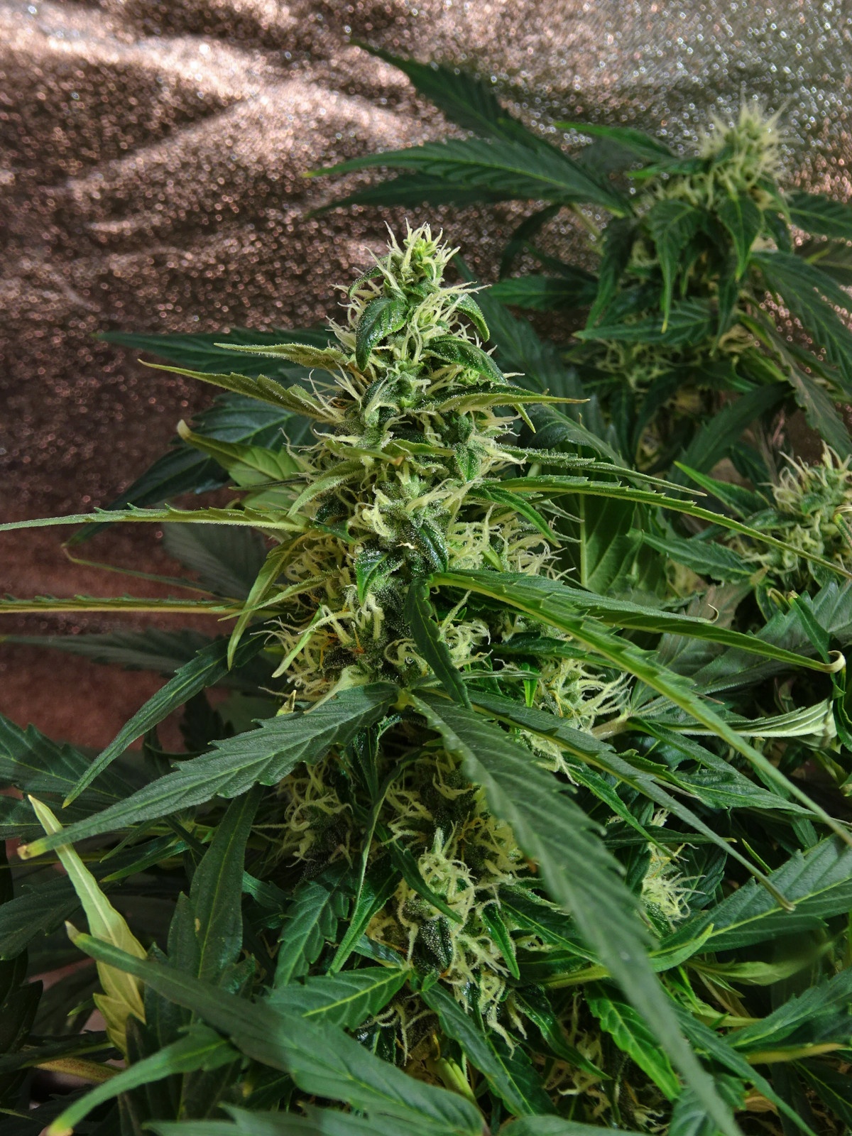 Day 63   main cola